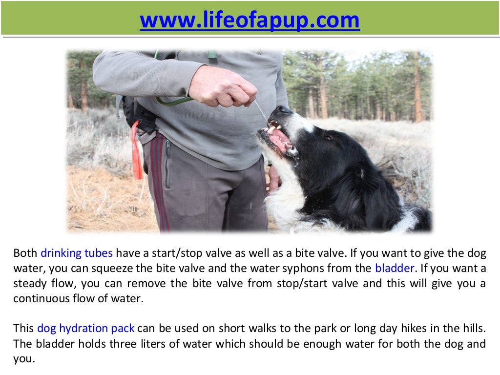 Hydration pack for dogs