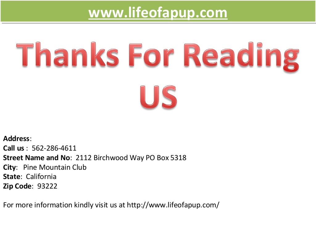 Hydration pack for dogs