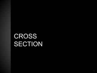 CROSS
SECTION
40
 
