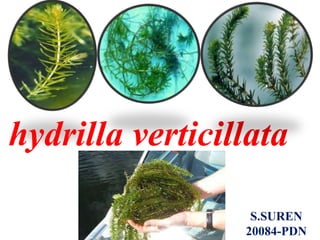 S.SUREN
20084-PDN
hydrilla verticillata
 