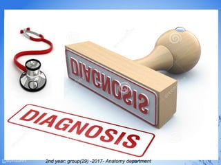 2nd year: group(29) -2017- Anatomy department
 