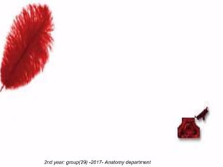 2nd year: group(29) -2017- Anatomy department
 