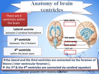 Lateral ventricle
between 2 cerebral hemisphere
3rd ventricle
between the 2 thalami
4th ventricle
within the brain stem.
There are 4
ventricles within
the brain
2nd year: group(29) -2017- Anatomy department
 