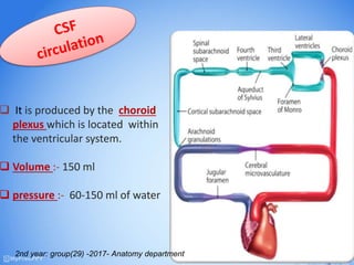  It is produced by the choroid
plexus which is located within
the ventricular system.
 Volume :- 150 ml
 pressure :- 60-150 ml of water
2nd year: group(29) -2017- Anatomy department
 