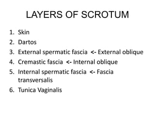 LAYERS OF SCROTUM
1. Skin
2. Dartos
3. External spermatic fascia <- External oblique
4. Cremastic fascia <- Internal oblique
5. Internal spermatic fascia <- Fascia
transversalis
6. Tunica Vaginalis
 