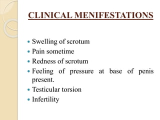 CLINICAL MENIFESTATIONS
 Swelling of scrotum
 Pain sometime
 Redness of scrotum
 Feeling of pressure at base of penis
present.
 Testicular torsion
 Infertility
 