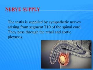 NERVE SUPPLY
The testis is supplied by sympathetic nerves
arising from segment T10 of the spinal cord.
They pass through the renal and aortic
plexuses.
11
 