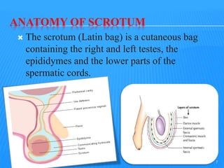 ANATOMY OF SCROTUM
 The scrotum (Latin bag) is a cutaneous bag
containing the right and left testes, the
epididymes and the lower parts of the
spermatic cords.
7
 