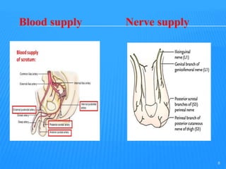 Blood supply Nerve supply
8
 