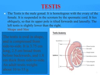 TESTIS
 The Testis is the male gonad. It is homologous with the ovary of the
female. It is suspended in the scrotum by the spermatic cord. It lies
obliquely, so that its upper pole is tilted forwards and laterally. The
left testis is slightly lower than the right.
Shape and Size
The testis is oval in shape,
and is compressed from
side-to-side. It is 3.75 cm
long, 2.5 cm broad from
before backwards, and 1.8
cm thick from side-to-side.
An adult testis weighs
about 10 to 15 g.
9
 