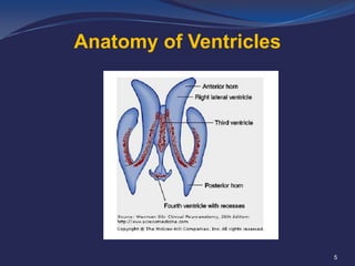 Anatomy of Ventricles

5

 