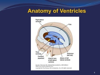 Anatomy of Ventricles

6

 