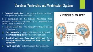 Cerebral Ventricles and Ventricular System
 Cerebral ventricles - are spaces inside the brain
that produce and circulate CSF.
It is composed of the Lateral Ventricles, third
ventricle, cerebral aqueduct ( or aqueduct of
Silvius), and 4th ventricle.
1. Lateral Ventricles - the largest ventricular space
in the brain.
2. Third Ventricle - long and thin and is located in
the midsagittal plane of the diencephalon.
3. Cerebral aqueduct (aqueduct of Silvius) - forms
the connection between the third and fourth
ventricles.
4. Fourth ventricle - last in line and the ventricles.
 