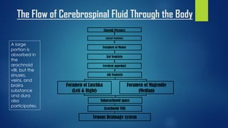 The Flow of Cerebrospinal Fluid Through the Body
Choroid Plexuses
Lateral Ventricles
Foramen of Monro
3rd Ventricle
Cerebral aqueduct
4th Ventricle
Foramen of Luschka
(Left & Right)
Subarachnoid space
Foramen of Magendie
(Median)
Arachnoid Villi
Venous Drainage system
A large
portion is
absorbed in
the
arachnoid
villi, but the
sinuses,
veins, and
brains
substance
and dura
also
participates.
 