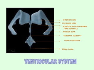 ANTERIOR HORN
POSTERIOR HORN
INFERIOR HORN
THIRD VENTRICLE
INTERVENTRICULAR FORAMEN
CEREBRAL AQUEDUCT
FOURTH VENTRICLE
SPINAL CANAL
 