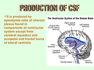 It is produced by
ependymal cells of choroid
plexus found in
components of ventricular
system except from
cerebral aqueduct and
occipetal and frontal horns
of lateral ventricle
 