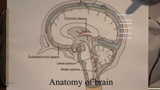 06-08-2021 3
Anatomy of brain
 