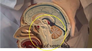06-08-2021 4
Anatomy of ventricles
 