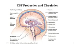 11/06/2024 4
CSF Production and Circulation
• 80% of CSF is produced by the choroid plexuses.
• In the adult, CSF is produced at a rate of about 0.3
ml/min.
• The average total CSF volume in the body is 150 ml
• CSF is absorbed primarily by arachnoid villi
(granulations) that extend into the dural venous
sinuses.
 