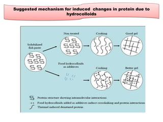 Suggested mechanism for induced changes in protein due to
hydrocolloids

 