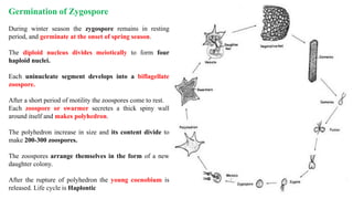Germination of Zygospore
During winter season the zygospore remains in resting
period, and germinate at the onset of spring season.
The diploid nucleus divides meiotically to form four
haploid nuclei.
Each uninucleate segment develops into a biflagellate
zoospore.
After a short period of motility the zoospores come to rest.
Each zoospore or swarmer secretes a thick spiny wall
around itself and makes polyhedron.
The polyhedron increase in size and its content divide to
make 200-300 zoospores.
The zoospores arrange themselves in the form of a new
daughter colony.
After the rupture of polyhedron the young coenobium is
released. Life cycle is Haplontic
 