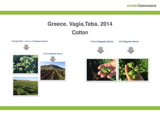 Greece. Vagia,Teba. 2014
Cotton
 