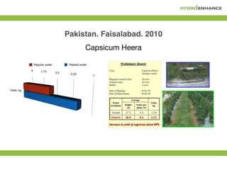 Pakistan. Faisalabad. 2010
Capsicum Heera
Regular water Treated water
 