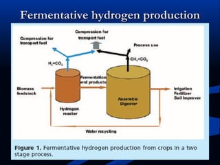 Fermentative hydrogen productionFermentative hydrogen production
 