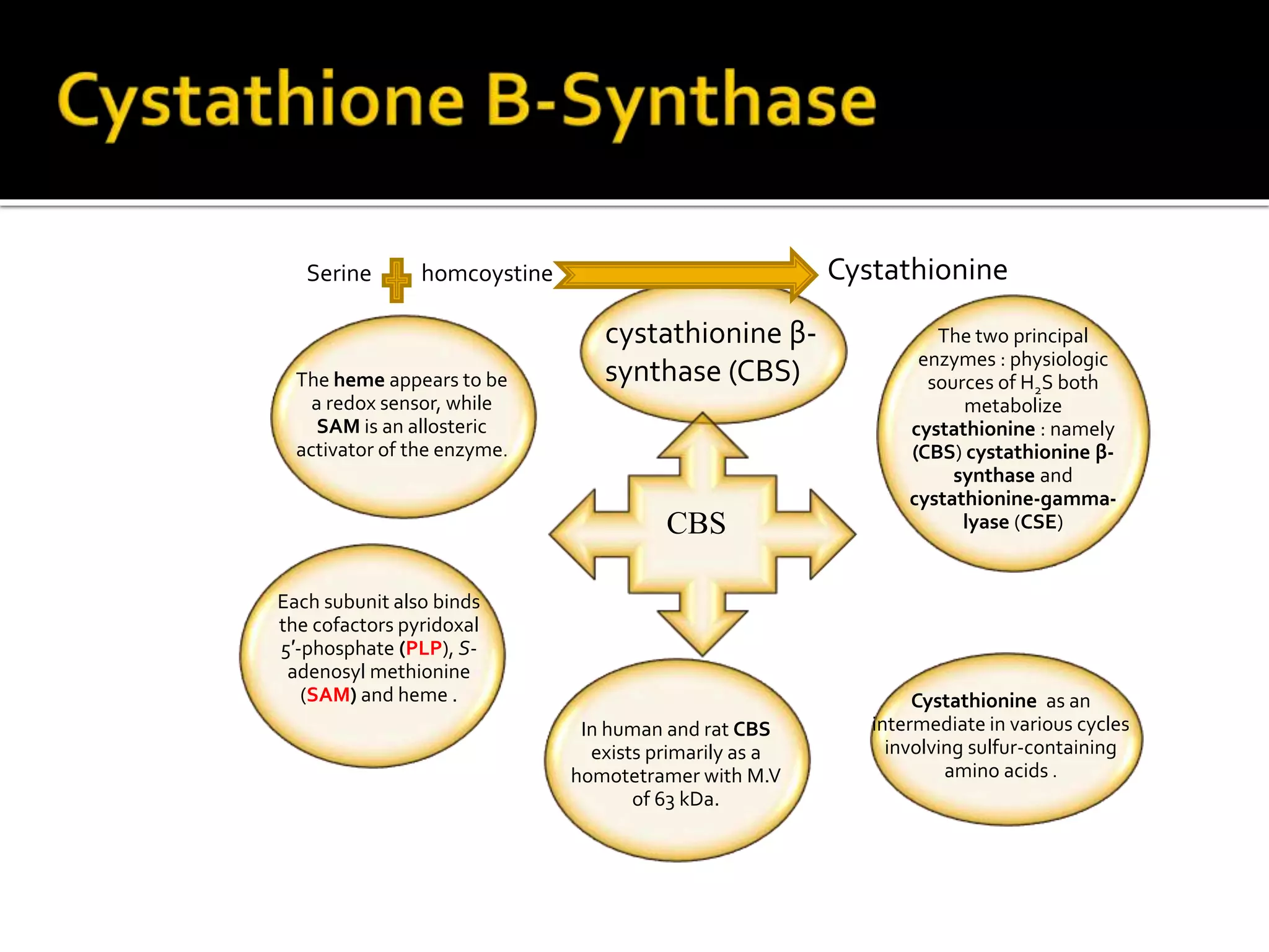 Serine homcoystine
The two principal
enzymes : physiologic
sources of H2S both
metabolize
cystathionine : namely
(CBS) cystathionine β-
synthase and
cystathionine-gamma-
lyase (CSE)
Cystathionine as an
intermediate in various cycles
involving sulfur-containing
amino acids .
In human and rat CBS
exists primarily as a
homotetramer with M.V
of 63 kDa.
Each subunit also binds
the cofactors pyridoxal
5′-phosphate (PLP), S-
adenosyl methionine
(SAM) and heme .
The heme appears to be
a redox sensor, while
SAM is an allosteric
activator of the enzyme.
Cystathionine
cystathionine β-
synthase (CBS)
CBS
 