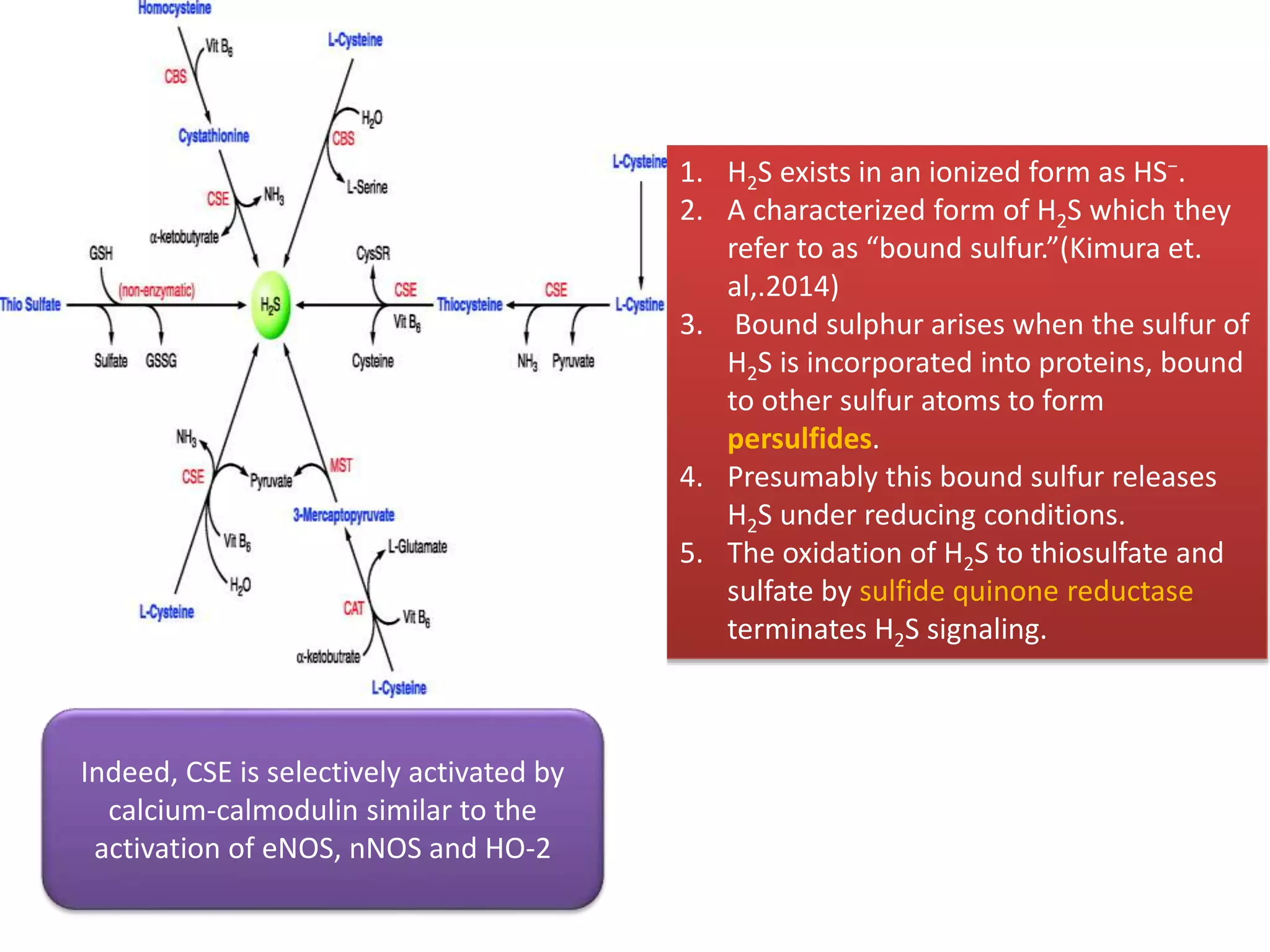 1. H2S exists in an ionized form as HS−.
2. A characterized form of H2S which they
refer to as “bound sulfur.”(Kimura et.
al,.2014)
3. Bound sulphur arises when the sulfur of
H2S is incorporated into proteins, bound
to other sulfur atoms to form
persulfides.
4. Presumably this bound sulfur releases
H2S under reducing conditions.
5. The oxidation of H2S to thiosulfate and
sulfate by sulfide quinone reductase
terminates H2S signaling.
Indeed, CSE is selectively activated by
calcium-calmodulin similar to the
activation of eNOS, nNOS and HO-2
 
