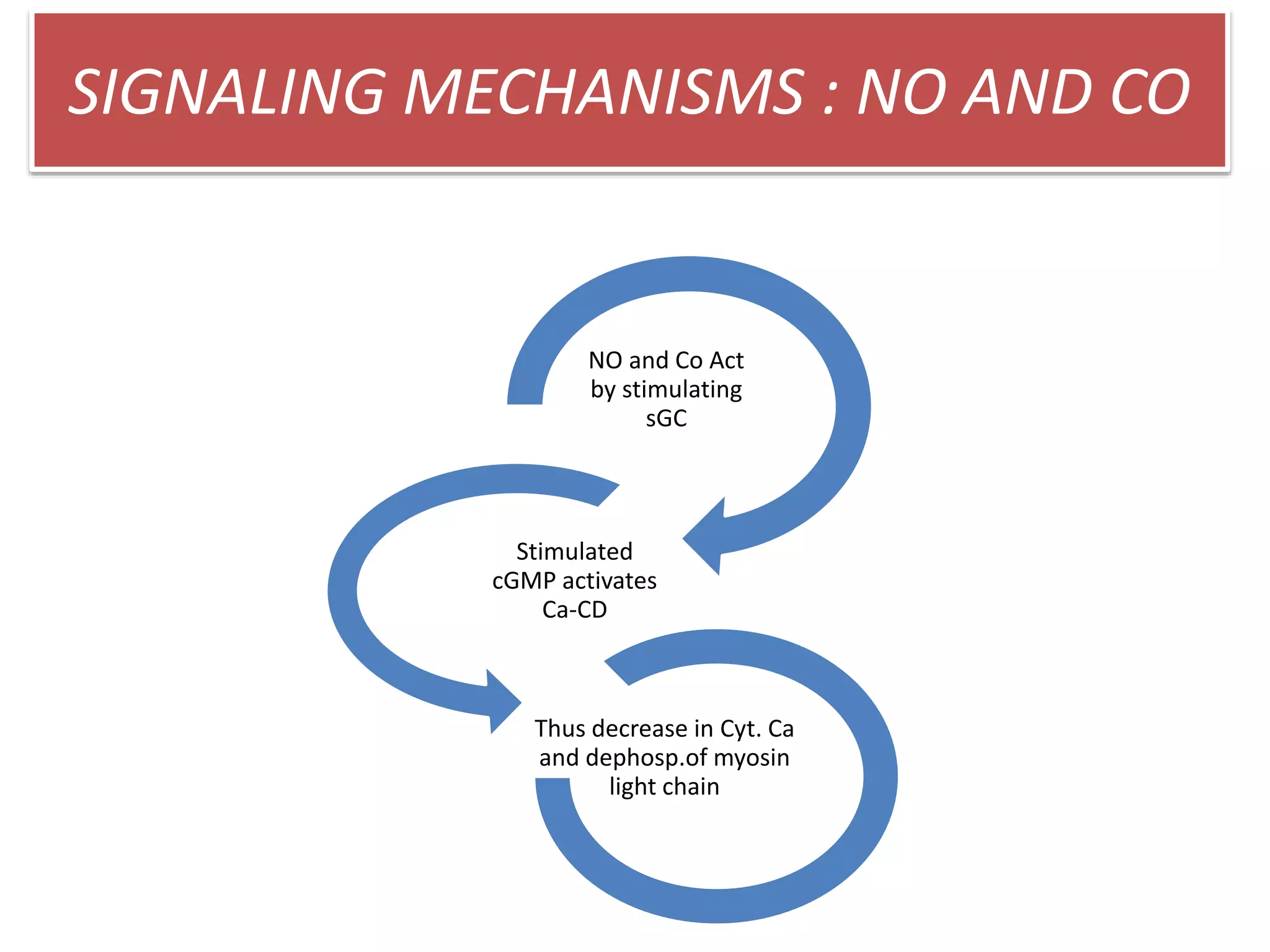 SIGNALING MECHANISMS : NO AND CO
NO and Co Act
by stimulating
sGC
Stimulated
cGMP activates
Ca-CD
Thus decrease in Cyt. Ca
and dephosp.of myosin
light chain
 
