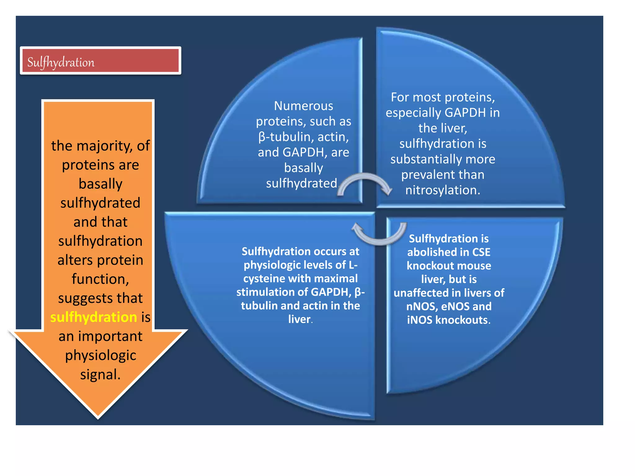 Numerous
proteins, such as
β-tubulin, actin,
and GAPDH, are
basally
sulfhydrated.
For most proteins,
especially GAPDH in
the liver,
sulfhydration is
substantially more
prevalent than
nitrosylation.
Sulfhydration is
abolished in CSE
knockout mouse
liver, but is
unaffected in livers of
nNOS, eNOS and
iNOS knockouts.
Sulfhydration occurs at
physiologic levels of L-
cysteine with maximal
stimulation of GAPDH, β-
tubulin and actin in the
liver.
Sulfhydration
the majority, of
proteins are
basally
sulfhydrated
and that
sulfhydration
alters protein
function,
suggests that
sulfhydration is
an important
physiologic
signal.
 