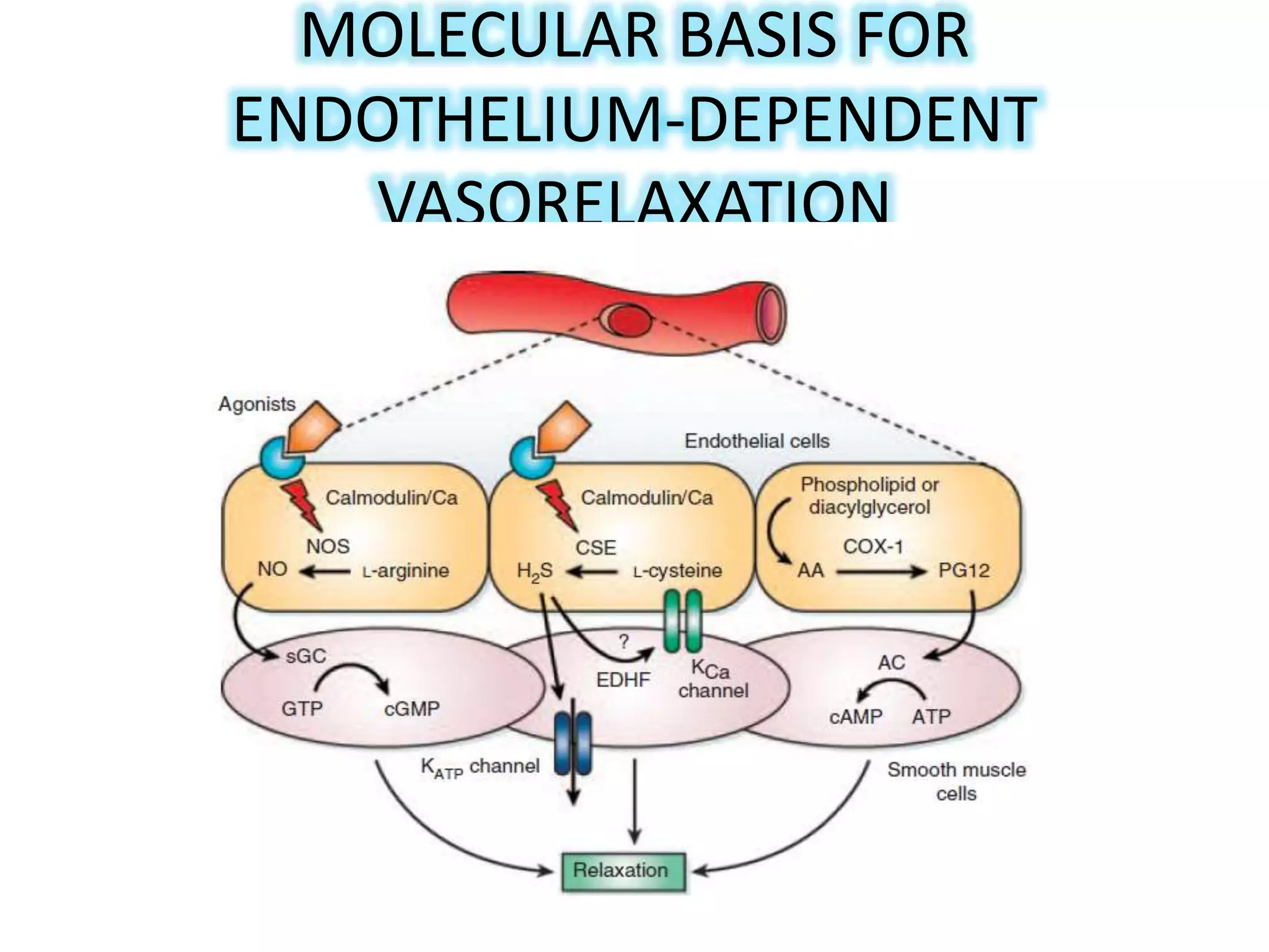 MOLECULAR BASIS FOR
ENDOTHELIUM-DEPENDENT
VASORELAXATION
 