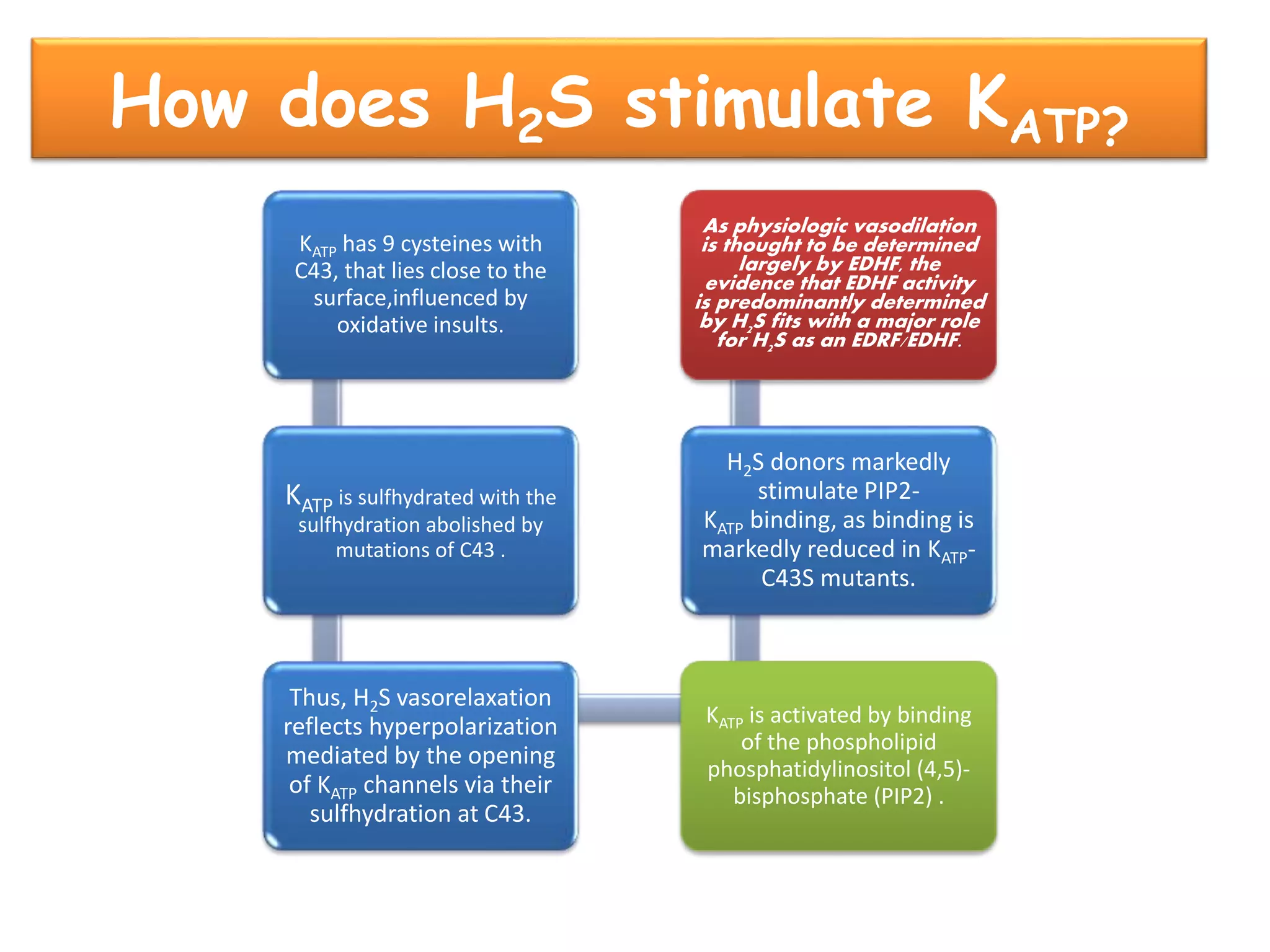 How does H2S stimulate KATP?
KATP has 9 cysteines with
C43, that lies close to the
surface,influenced by
oxidative insults.
KATP is sulfhydrated with the
sulfhydration abolished by
mutations of C43 .
Thus, H2S vasorelaxation
reflects hyperpolarization
mediated by the opening
of KATP channels via their
sulfhydration at C43.
KATP is activated by binding
of the phospholipid
phosphatidylinositol (4,5)-
bisphosphate (PIP2) .
H2S donors markedly
stimulate PIP2-
KATP binding, as binding is
markedly reduced in KATP-
C43S mutants.
As physiologic vasodilation
is thought to be determined
largely by EDHF, the
evidence that EDHF activity
is predominantly determined
by H2S fits with a major role
for H2S as an EDRF/EDHF.
 