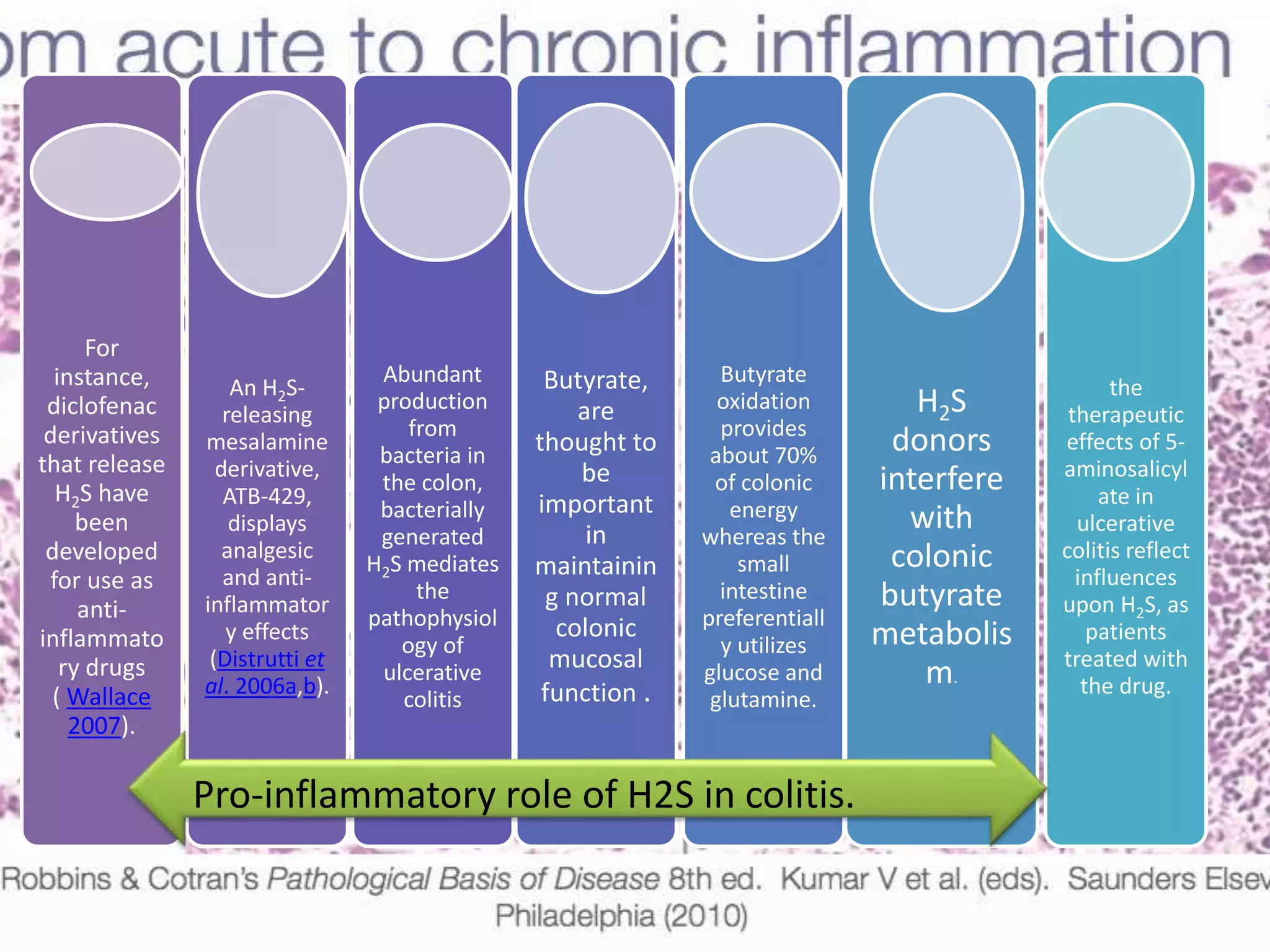 For
instance,
diclofenac
derivatives
that release
H2S have
been
developed
for use as
anti-
inflammato
ry drugs
( Wallace
2007).
An H2S-
releasing
mesalamine
derivative,
ATB-429,
displays
analgesic
and anti-
inflammator
y effects
(Distrutti et
al. 2006a,b).
Abundant
production
from
bacteria in
the colon,
bacterially
generated
H2S mediates
the
pathophysiol
ogy of
ulcerative
colitis
Butyrate,
are
thought to
be
important
in
maintainin
g normal
colonic
mucosal
function .
Butyrate
oxidation
provides
about 70%
of colonic
energy
whereas the
small
intestine
preferentiall
y utilizes
glucose and
glutamine.
H2S
donors
interfere
with
colonic
butyrate
metabolis
m.
the
therapeutic
effects of 5-
aminosalicyl
ate in
ulcerative
colitis reflect
influences
upon H2S, as
patients
treated with
the drug.
Pro-inflammatory role of H2S in colitis.
 
