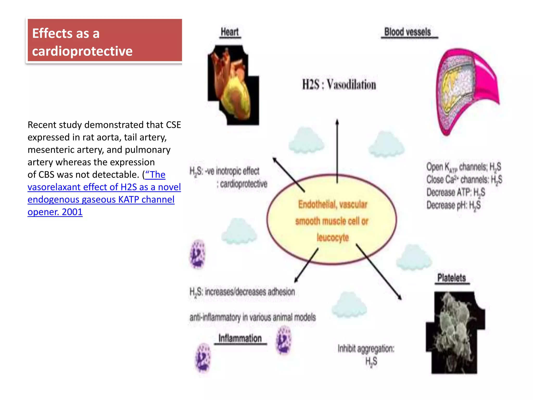 Effects as a
cardioprotective
Recent study demonstrated that CSE
expressed in rat aorta, tail artery,
mesenteric artery, and pulmonary
artery whereas the expression
of CBS was not detectable. (“The
vasorelaxant effect of H2S as a novel
endogenous gaseous KATP channel
opener. 2001
 