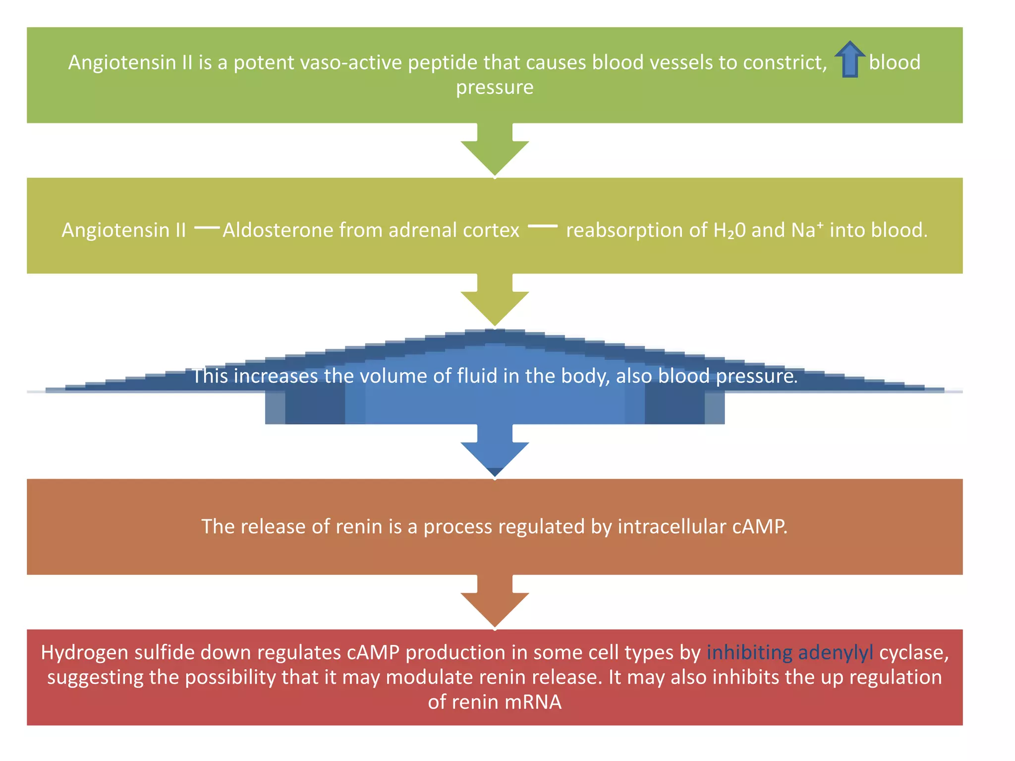 Hydrogen sulfide down regulates cAMP production in some cell types by inhibiting adenylyl cyclase,
suggesting the possibility that it may modulate renin release. It may also inhibits the up regulation
of renin mRNA
The release of renin is a process regulated by intracellular cAMP.
This increases the volume of fluid in the body, also blood pressure.
Angiotensin II —Aldosterone from adrenal cortex —reabsorption of H₂0 and Na⁺ into blood.
Angiotensin II is a potent vaso-active peptide that causes blood vessels to constrict, blood
pressure
 