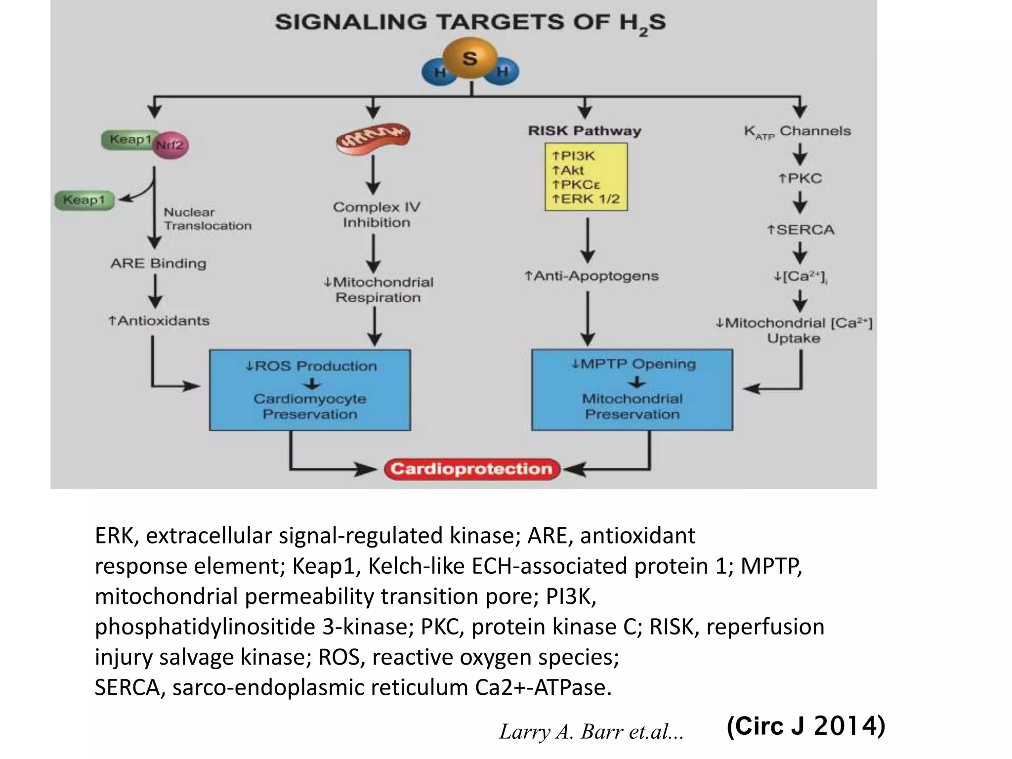 ERK, extracellular signal-regulated kinase; ARE, antioxidant
response element; Keap1, Kelch-like ECH-associated protein 1; MPTP,
mitochondrial permeability transition pore; PI3K,
phosphatidylinositide 3-kinase; PKC, protein kinase C; RISK, reperfusion
injury salvage kinase; ROS, reactive oxygen species;
SERCA, sarco-endoplasmic reticulum Ca2+-ATPase.
(Circ J 2014)Larry A. Barr et.al...
 