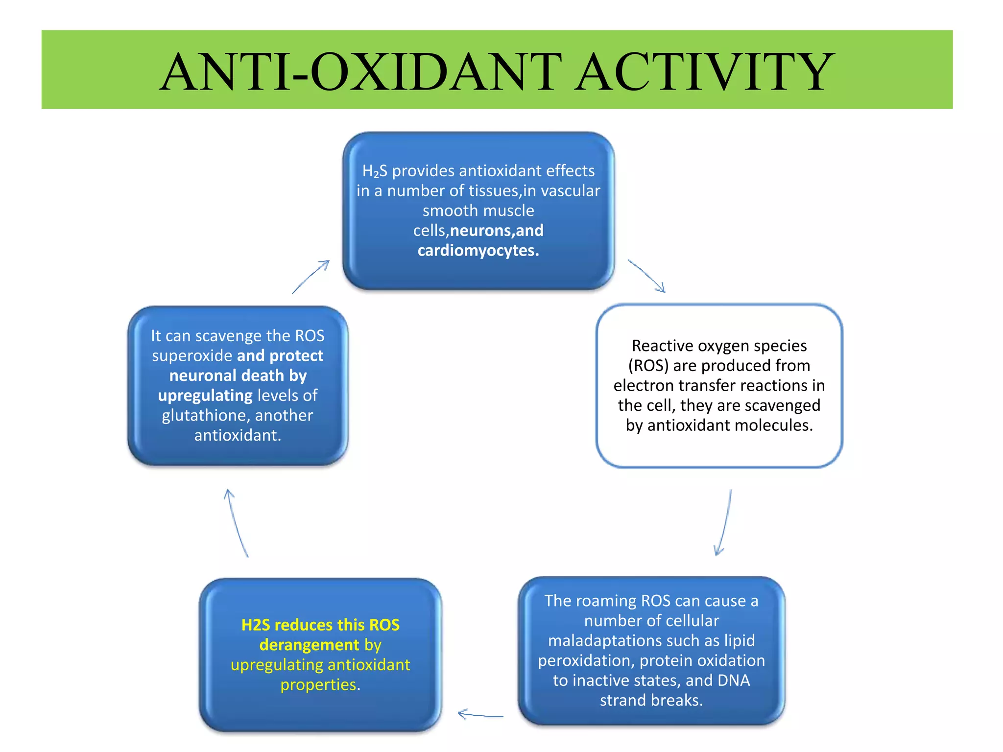 ANTI-OXIDANT ACTIVITY
H₂S provides antioxidant effects
in a number of tissues,in vascular
smooth muscle
cells,neurons,and
cardiomyocytes.
Reactive oxygen species
(ROS) are produced from
electron transfer reactions in
the cell, they are scavenged
by antioxidant molecules.
The roaming ROS can cause a
number of cellular
maladaptations such as lipid
peroxidation, protein oxidation
to inactive states, and DNA
strand breaks.
H2S reduces this ROS
derangement by
upregulating antioxidant
properties.
It can scavenge the ROS
superoxide and protect
neuronal death by
upregulating levels of
glutathione, another
antioxidant.
 