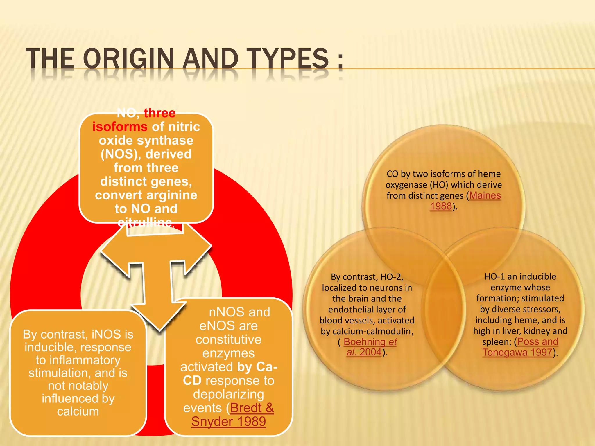THE ORIGIN AND TYPES :
nNOS and
eNOS are
constitutive
enzymes
activated by Ca-
CD response to
depolarizing
events (Bredt &
Snyder 1989
NO, three
isoforms of nitric
oxide synthase
(NOS), derived
from three
distinct genes,
convert arginine
to NO and
citrulline,
By contrast, iNOS is
inducible, response
to inflammatory
stimulation, and is
not notably
influenced by
calcium
CO by two isoforms of heme
oxygenase (HO) which derive
from distinct genes (Maines
1988).
HO-1 an inducible
enzyme whose
formation; stimulated
by diverse stressors,
including heme, and is
high in liver, kidney and
spleen; (Poss and
Tonegawa 1997).
By contrast, HO-2,
localized to neurons in
the brain and the
endothelial layer of
blood vessels, activated
by calcium-calmodulin,
( Boehning et
al. 2004).
 