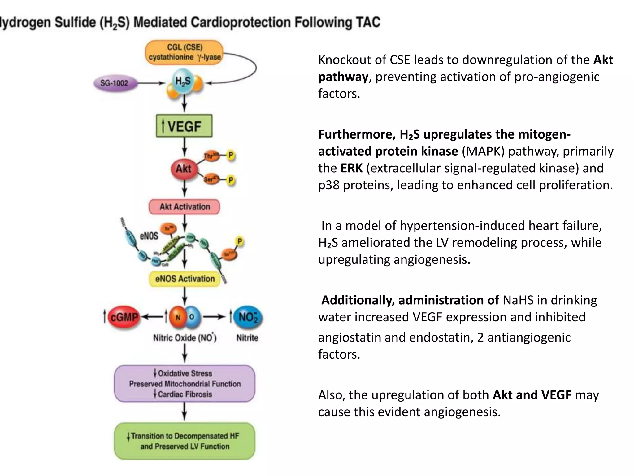 Knockout of CSE leads to downregulation of the Akt
pathway, preventing activation of pro-angiogenic
factors.
Furthermore, H₂S upregulates the mitogen-
activated protein kinase (MAPK) pathway, primarily
the ERK (extracellular signal-regulated kinase) and
p38 proteins, leading to enhanced cell proliferation.
In a model of hypertension-induced heart failure,
H₂S ameliorated the LV remodeling process, while
upregulating angiogenesis.
Additionally, administration of NaHS in drinking
water increased VEGF expression and inhibited
angiostatin and endostatin, 2 antiangiogenic
factors.
Also, the upregulation of both Akt and VEGF may
cause this evident angiogenesis.
 