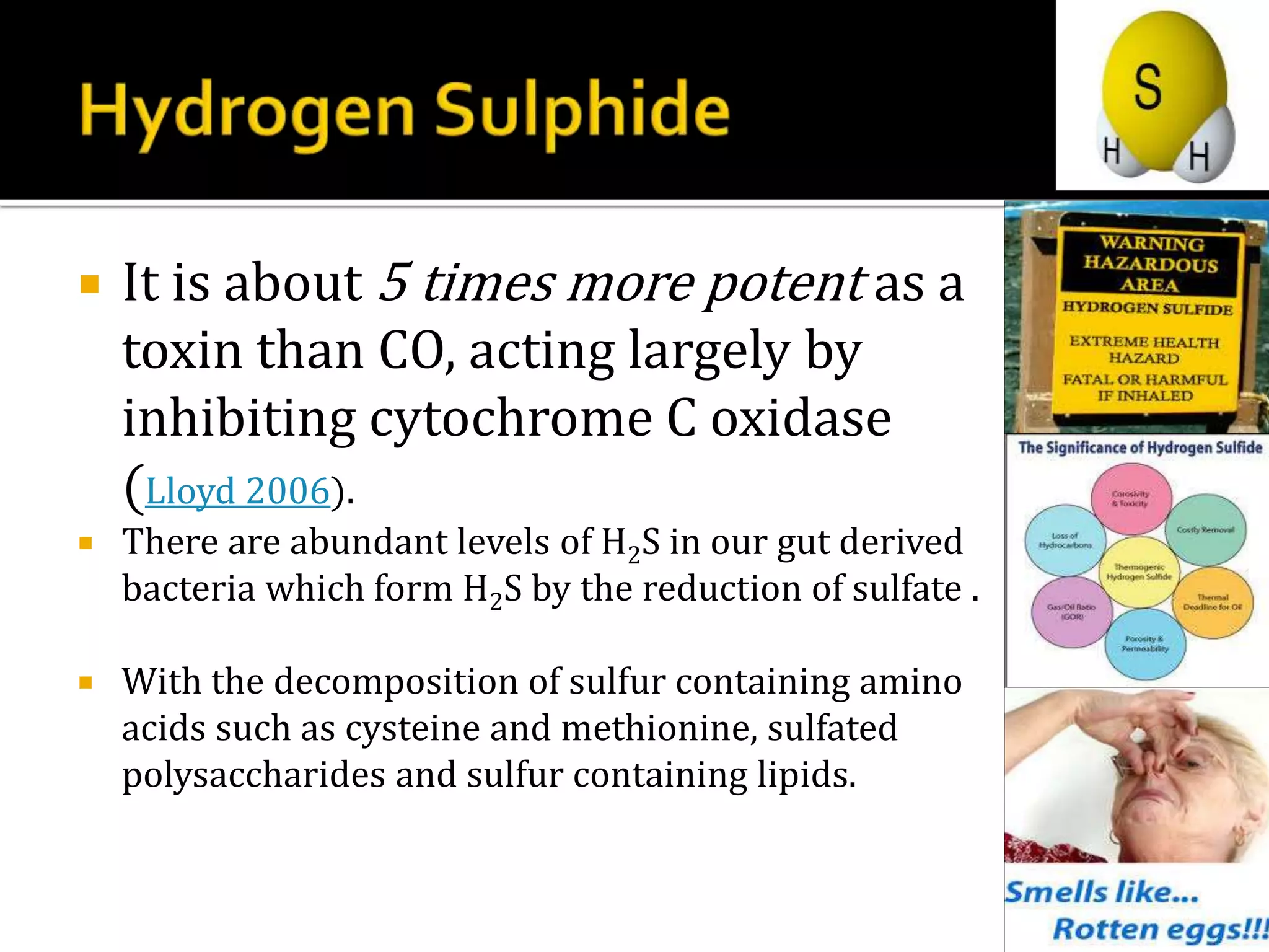 It is about 5 times more potent as a
toxin than CO, acting largely by
inhibiting cytochrome C oxidase
(Lloyd 2006).
 There are abundant levels of H2S in our gut derived
bacteria which form H2S by the reduction of sulfate .
 With the decomposition of sulfur containing amino
acids such as cysteine and methionine, sulfated
polysaccharides and sulfur containing lipids.
 
