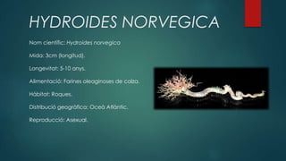 HYDROIDES NORVEGICA
Nom científic: Hydroides norvegica
Mida: 3cm (longitud).
Longevitat: 5-10 anys.
Alimentació: Farines oleaginoses de colza.
Hàbitat: Roques.
Distribució geogràfica: Oceà Atlàntic.
Reproducció: Asexual.
 