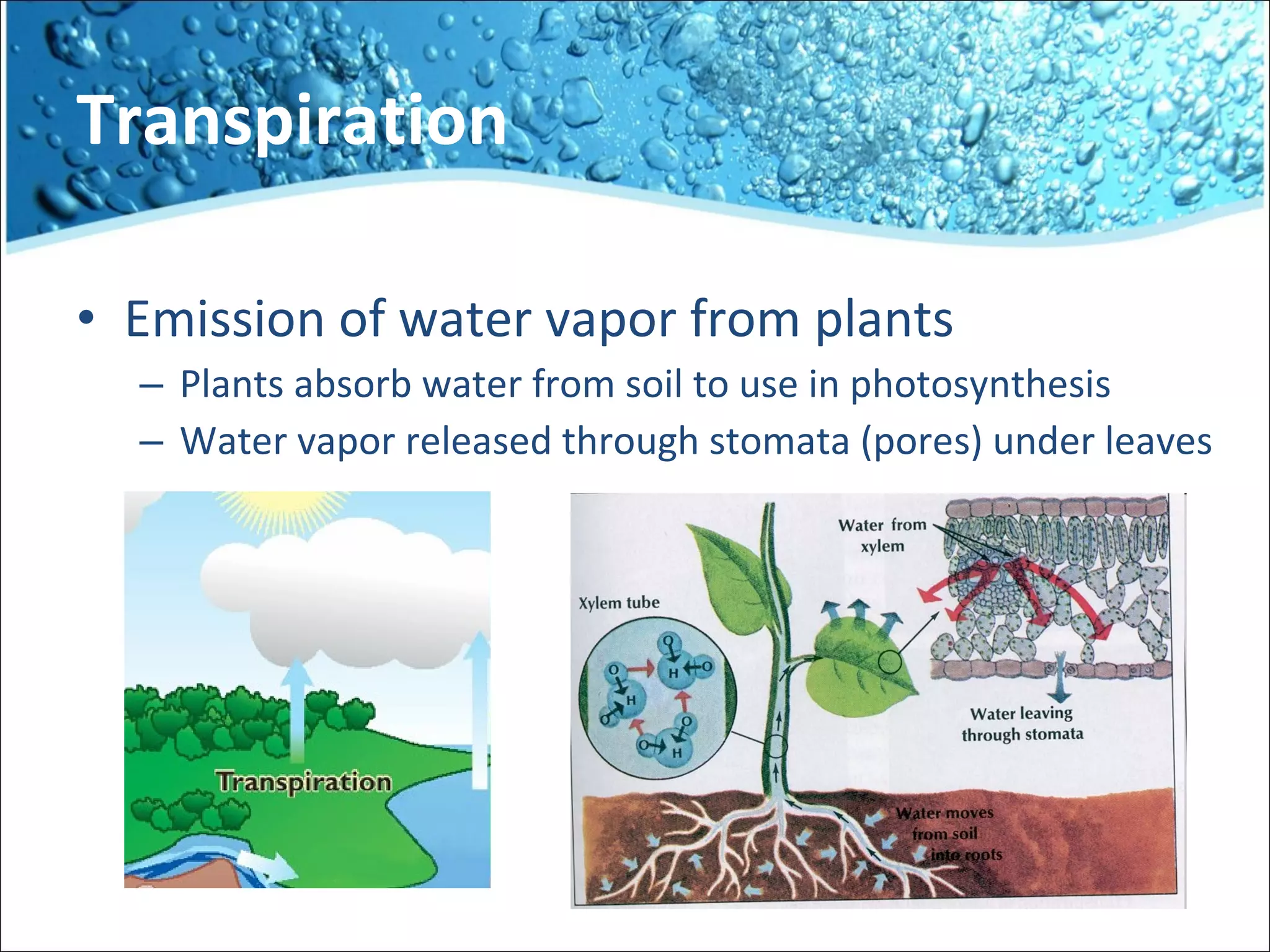 Transpiration  Emission of water vapor from plants  Plants absorb water from soil to use in photosynthesis Water vapor released through stomata (pores) under leaves 