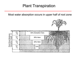 Plant Transpiration Most water absorption occurs in upper half of root zone 