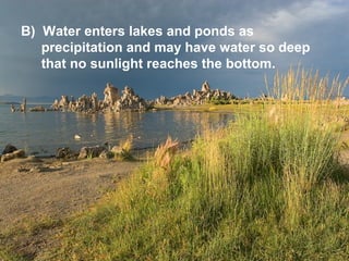 B) Water enters lakes and ponds as
precipitation and may have water so deep
that no sunlight reaches the bottom.

 
