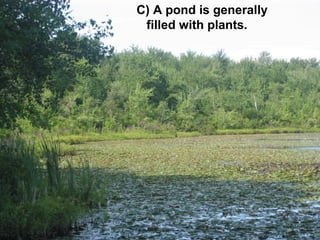 C) A pond is generally
filled with plants.

 