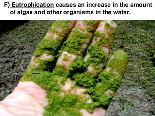 F) Eutrophication causes an increase in the amount
of algae and other organisms in the water.

 