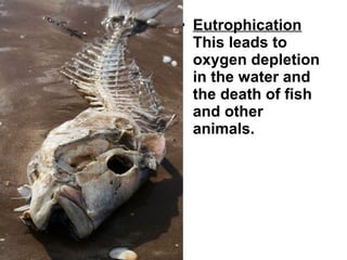 • Eutrophication
This leads to
oxygen depletion
in the water and
the death of fish
and other
animals.

 