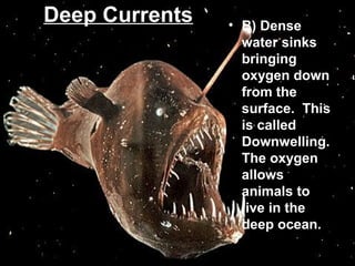 Deep Currents

• B) Dense
water sinks
bringing
oxygen down
from the
surface. This
is called
Downwelling.
The oxygen
allows
animals to
live in the
deep ocean.

 